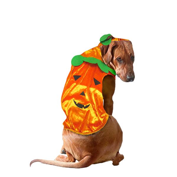 DISFRAZ PERRO CALABAZA